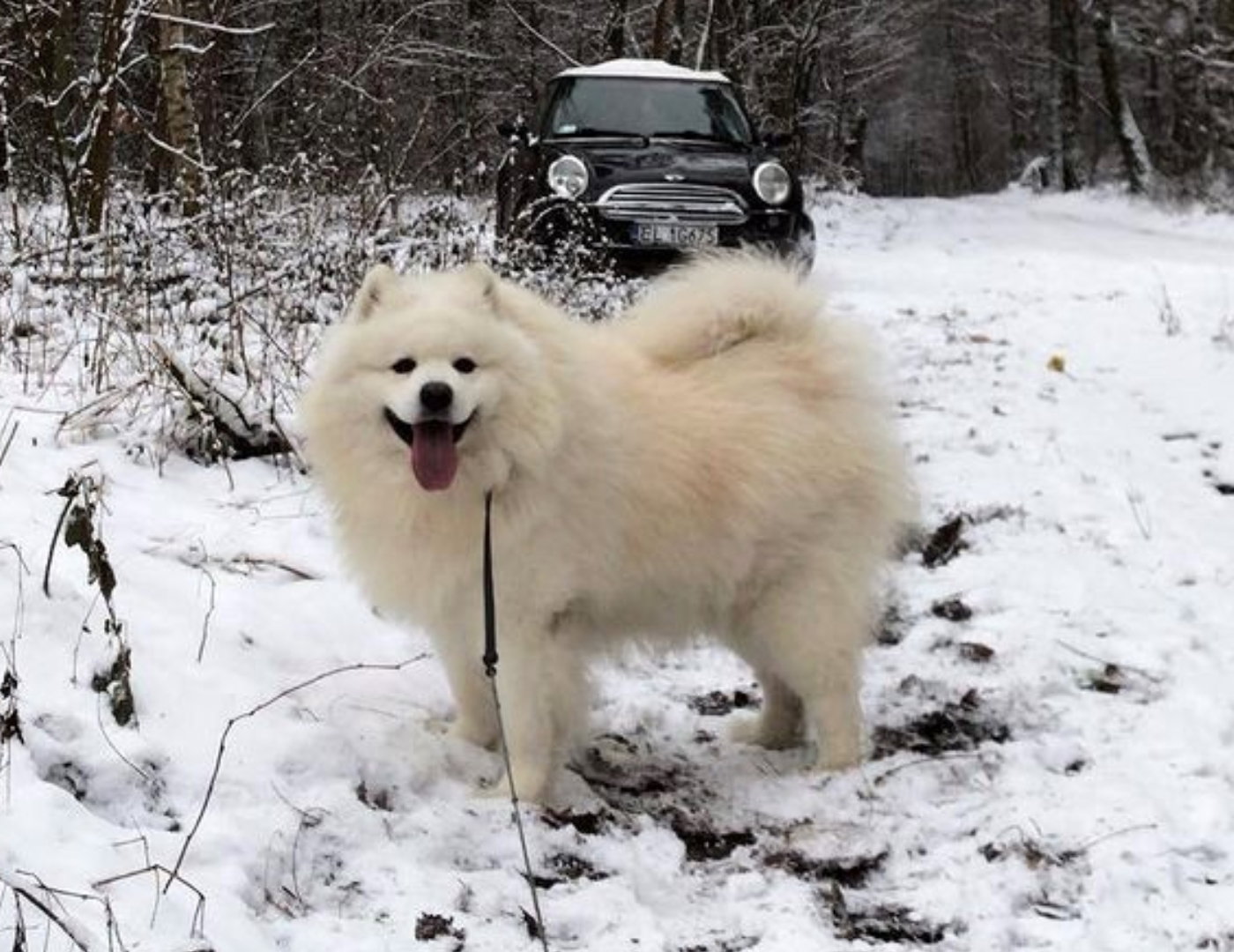 Ubranka dla psa na zimę