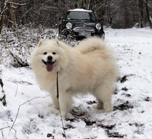 Ubranka dla psa na zimę