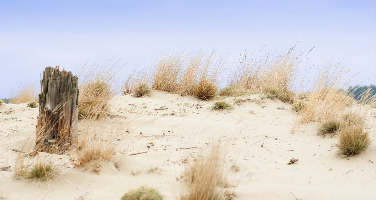 pustynia błędowska