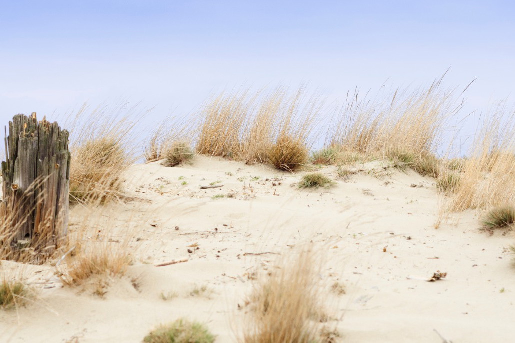 pustynia błędowska