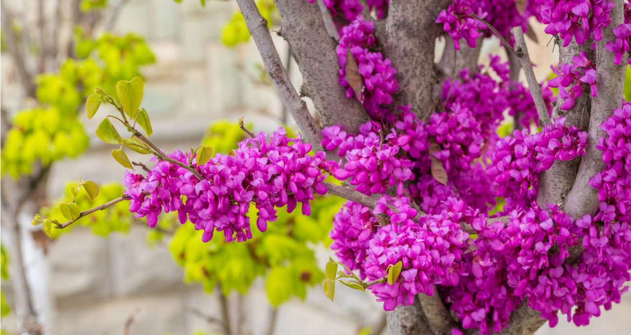 judaszowiec chiński