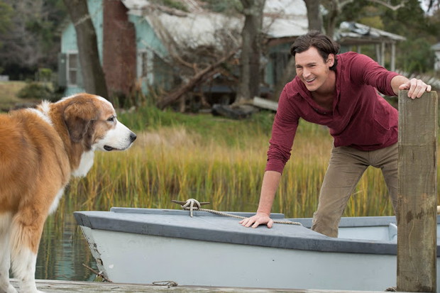 Zawód - asystent weterynarza