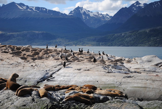 Isla de los Lobos, Terra do Fogo, Chile