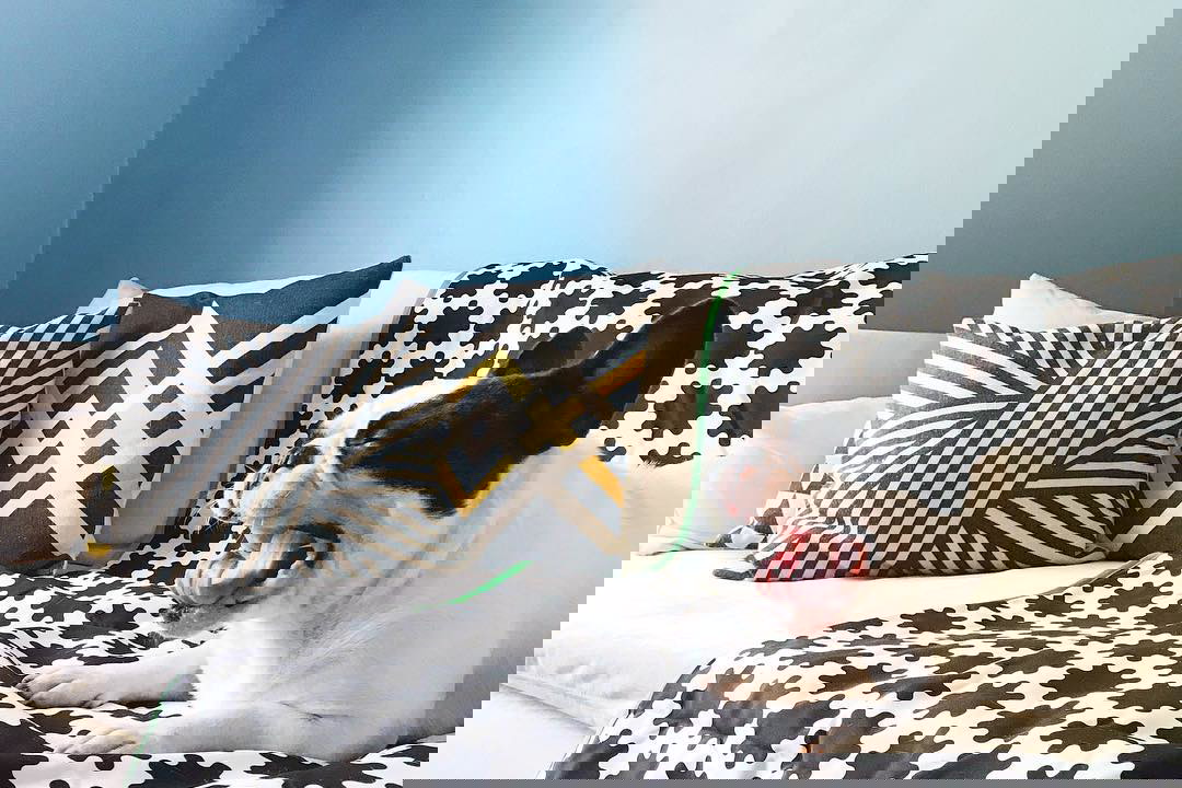 Kolekcja Lurvig IKEA dla zwierząt