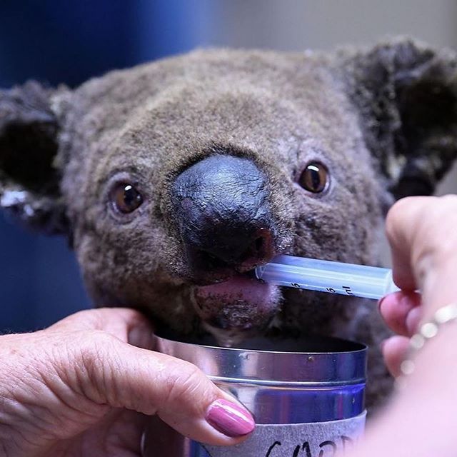 Koala z Australii uratowany z pożaru przez kobietę