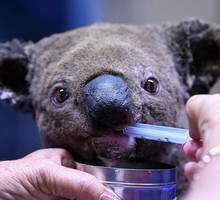 Koala z Australii uratowany z pożaru przez kobietę