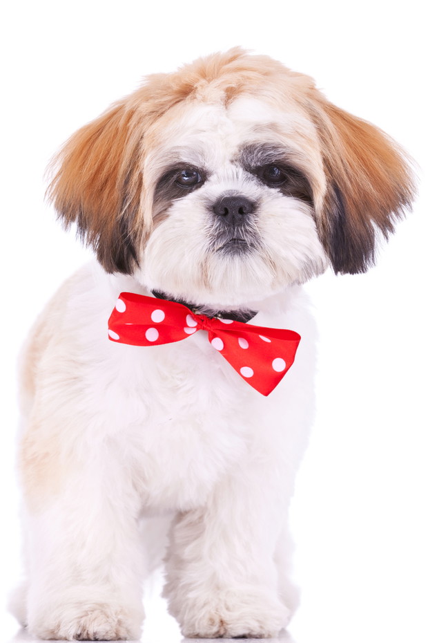 Shih tzu