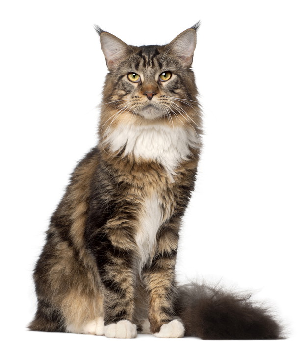 Maine Coon