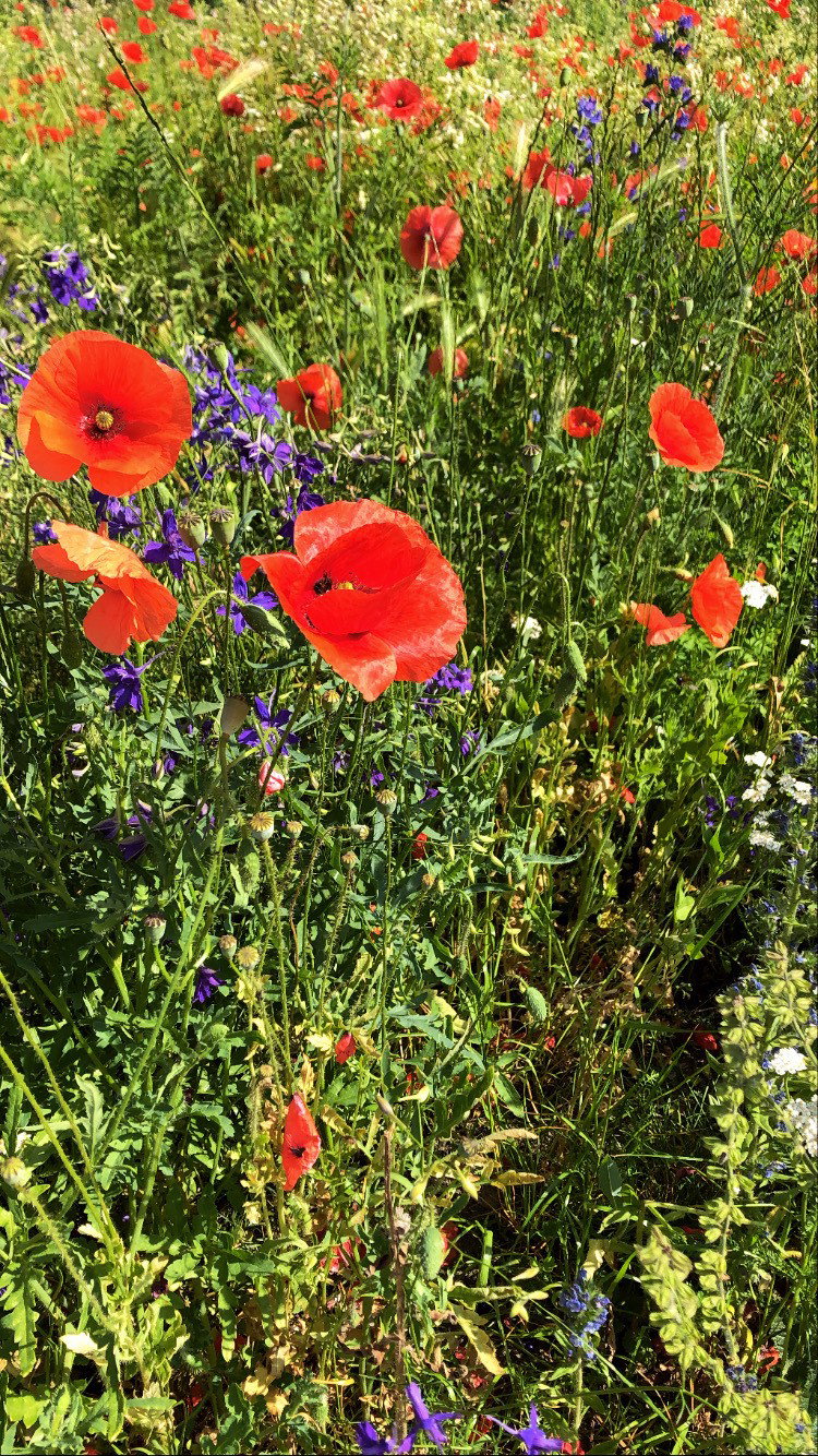 Urodowa moc ziół w nowej odsłonie Biolit
