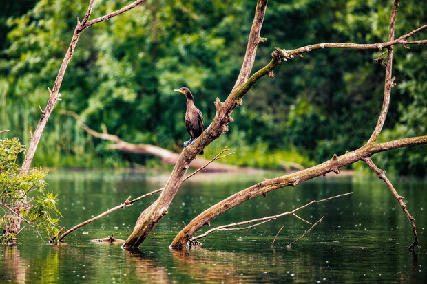 Slawonia, Kopački Rit
