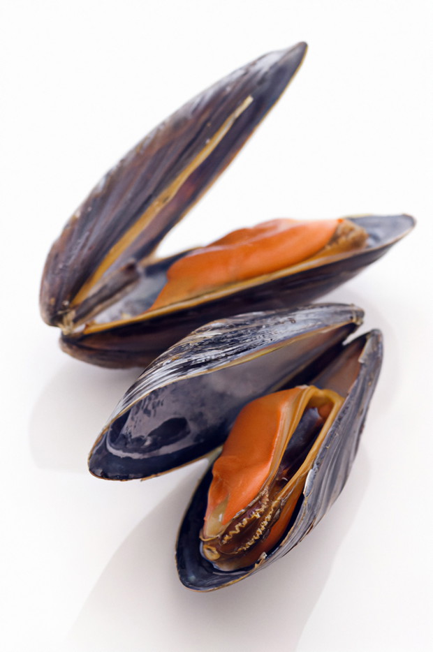 Niełatwy skorupiak do zgryzienia