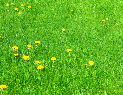 shutterstock_28887259