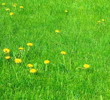 shutterstock_28887259