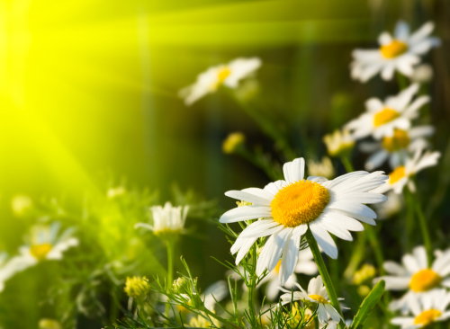 shutterstock_34686121