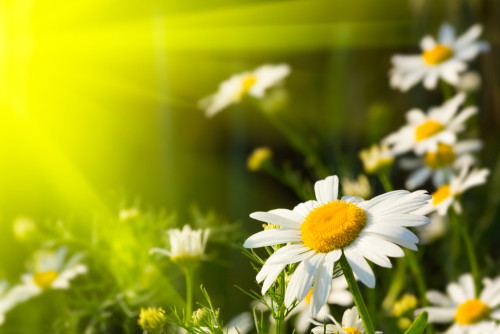 shutterstock_34686121