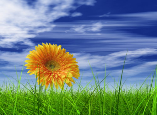 shutterstock_32447833