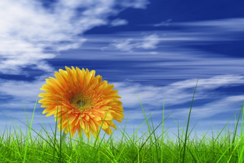 shutterstock_32447833