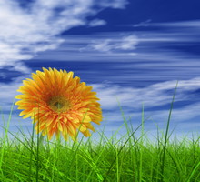 shutterstock_32447833