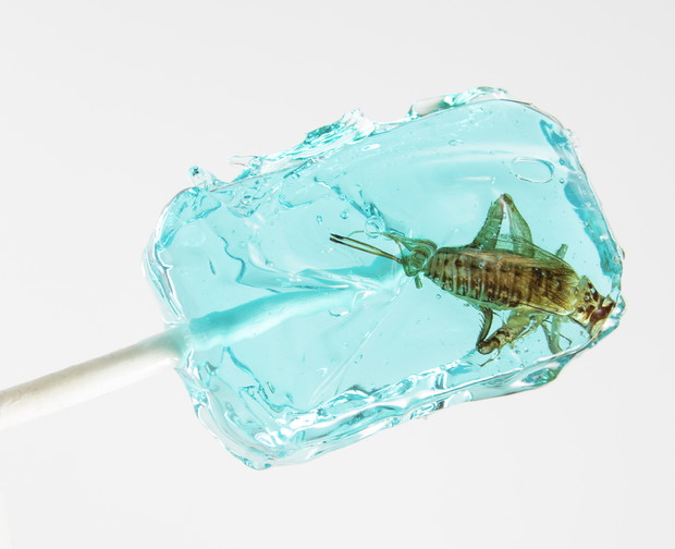 Insekty trendem kulinarnym 2019?