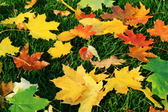 shutterstock_38774518