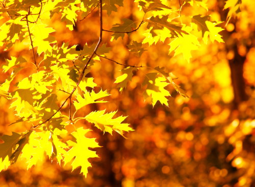 shutterstock_38621560