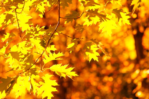 shutterstock_38621560