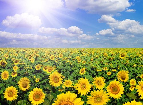 shutterstock_36856138