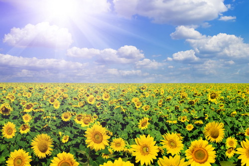 shutterstock_36856138