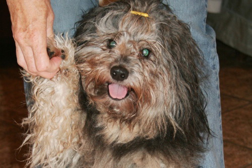 IMG_piesek