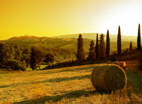 shutterstock_14519296