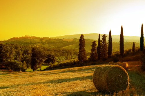 shutterstock_14519296