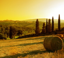 shutterstock_14519296