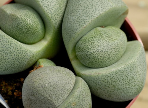 iStock_000007149464XSmall