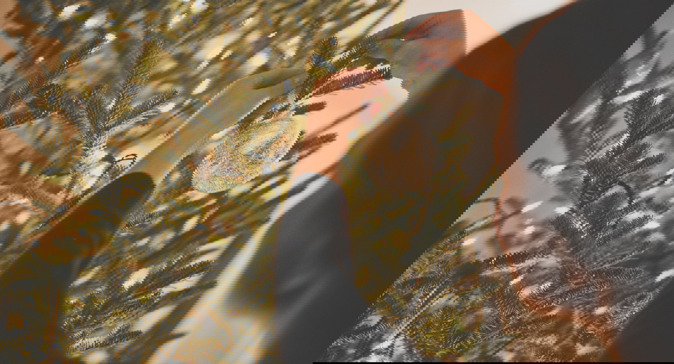 Choinka, która się nie sypie