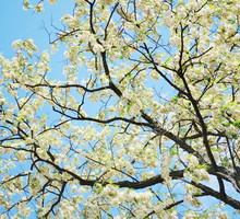 shutterstock_102644282m