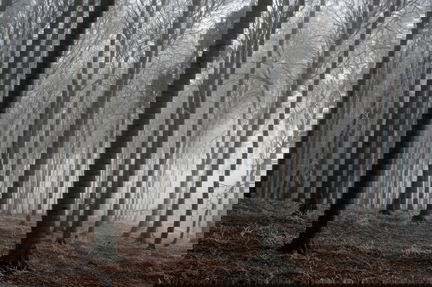 shutterstock_2789042