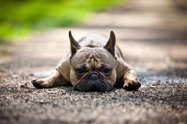 shutterstock_133143626n