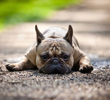 shutterstock_133143626n