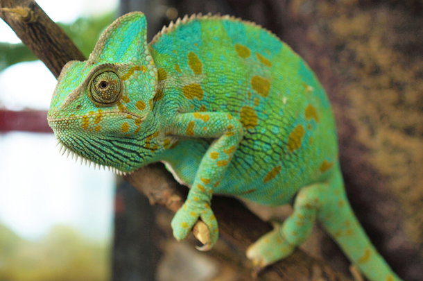 shutterstock_116382469m