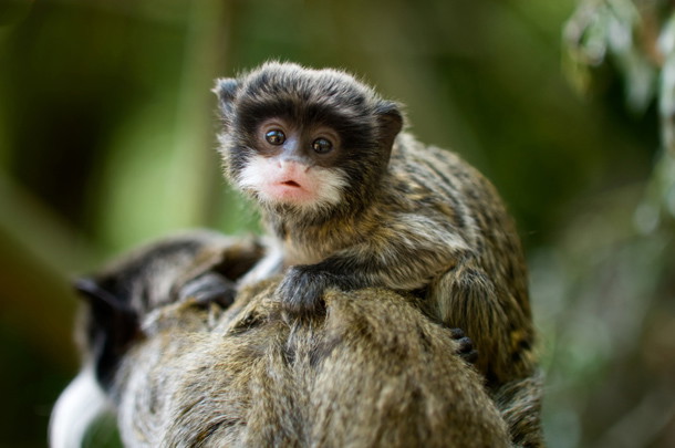 shutterstock_16940929m