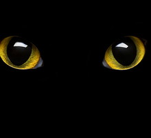 shutterstock_53627950m