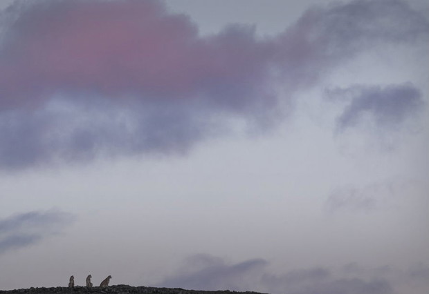 World Press Photo 2019 nominacje: przyroda (fotoreportaż)