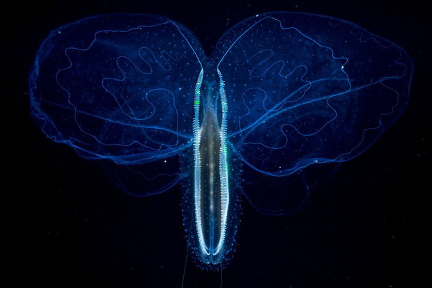 World Press Photo 2019 nominacje: przyroda