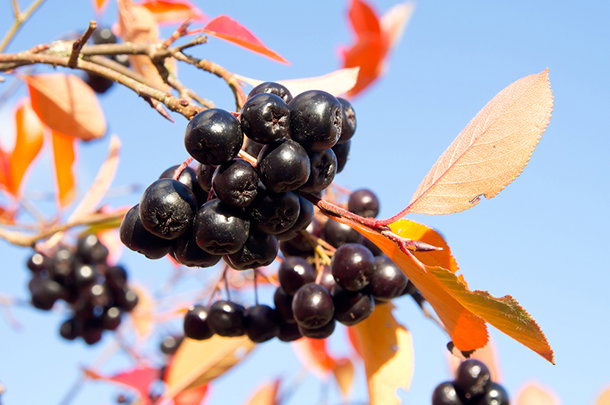 shutterstock_198603641s