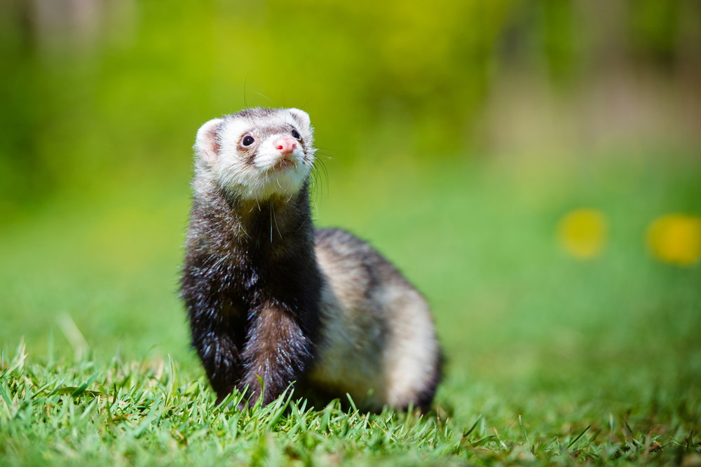 shutterstock_193686512
