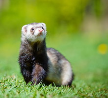 shutterstock_193686512