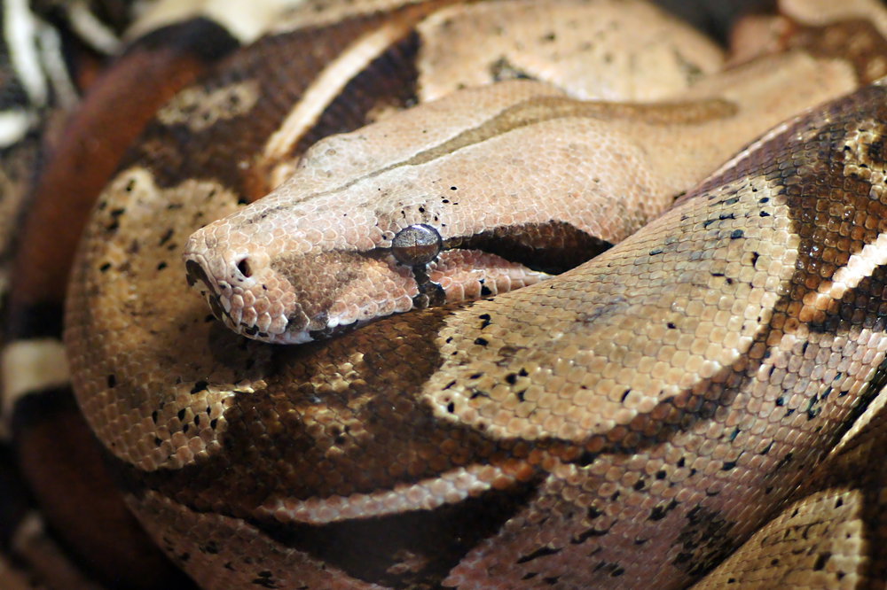 shutterstock_141342709