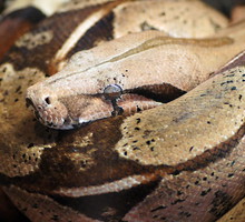 shutterstock_141342709