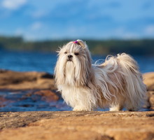 shutterstock_242626123