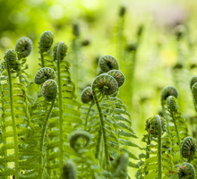 shutterstock_161763620